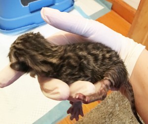 Bengal Kittens | TICA registered | Bengal Cats | New England | Breeder
